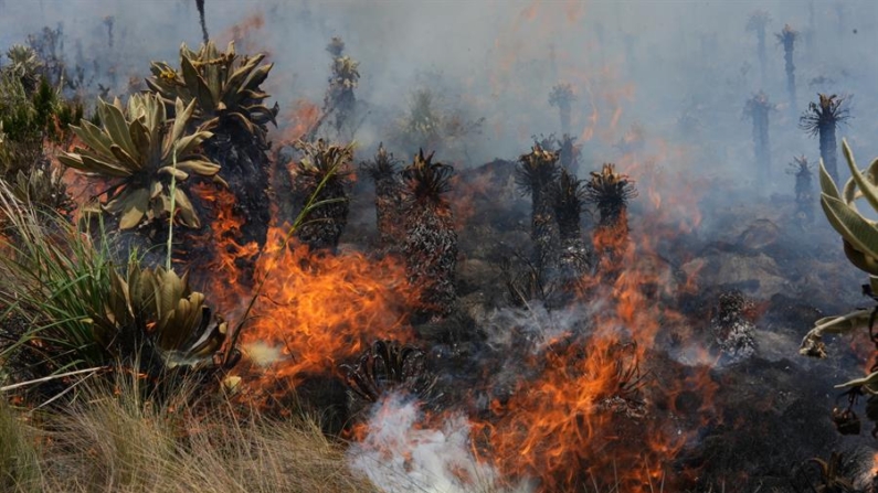 Fotografía de archivo de un incendio en la reserva ecológica ecuatoriana El Ángel, en la provincia de Carchi (Ecuador). EFE/ Xavier Montalvo