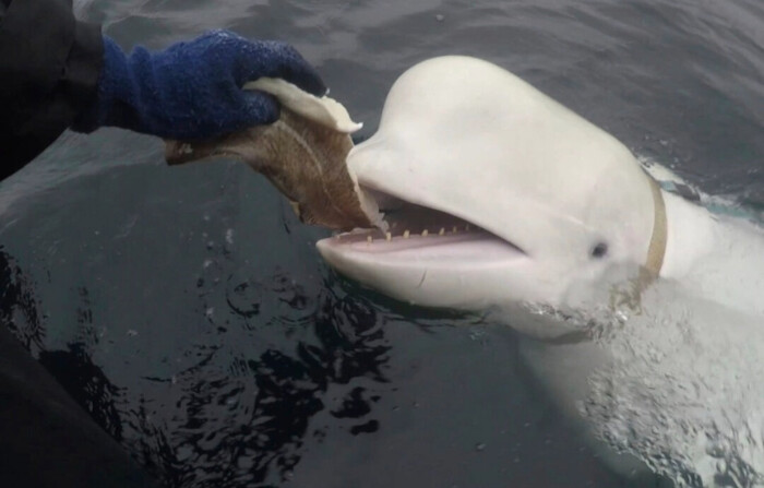 Una ballena beluga encontrada en el Ártico noruego es alimentada en abril de 2019. (Jorgen Ree Wiig, Dirección Noruega de Pesca vía AP).
