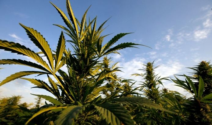 Plantas de marihuana en Poncitlán, estado de Jalisco, México, el 14 de abril de 2023. (Ulises Ruiz/AFP vía Getty Images)