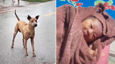 Perro descubre a un bebé abandonado en una bolsa y evita una tragedia