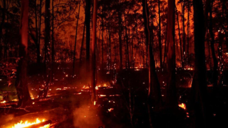 Incendio forestal destruye 20% de bosque en Brasilia, se sospecha que fue provocado