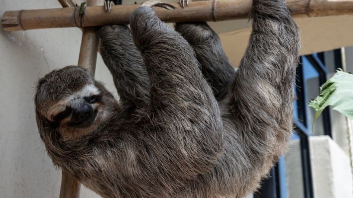 Un perezoso (Bradypus tridactylus) descansa mientras permanece en recuperación en el Centro de Rescate de Perezosos de Chuwie para luego ser liberado en su hábitat natural en San Antonio de Los Altos, estado Miranda, Venezuela el 23 de septiembre de 2021. (YURI CORTEZ/AFP vía Getty Images)