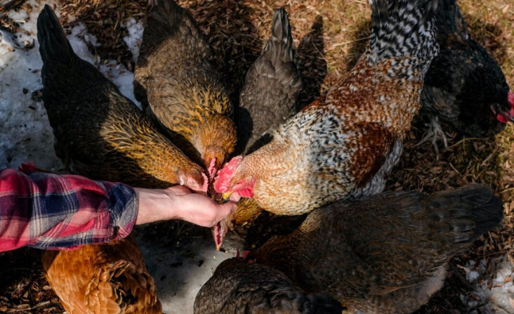 Casim Abbas alimenta pollos en su pequeña granja de huevos en su casa de Williamston, Michigan, el 8 de febrero de 2023. (Matthew Hatcher/AFP vía Getty Images). 