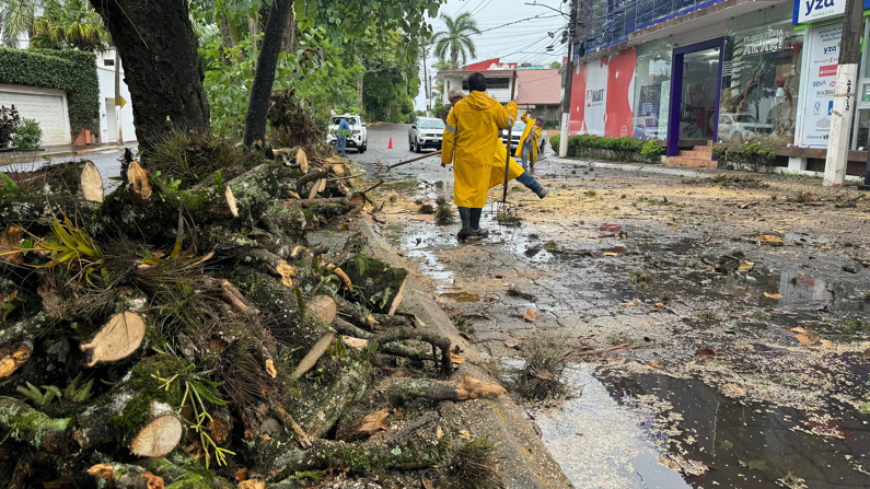 Personal de Protección Civil, retira un árbol caído de una de las avenida principales, este domingo en el puerto de Veracruz, México. (EFE/Miguel Victoria)