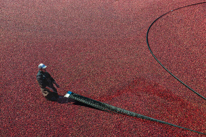 Un trabajador cosecha arándanos en Mann Farms en Buzzards Bay, Massachusetts, el 9 de octubre de 2022. (Joseph Prezioso/AFP vía Getty Images)