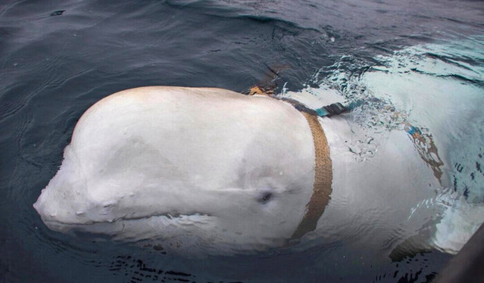 Una ballena beluga blanca con un arnés se ve frente a la costa del norte de Noruega el 29 de abril de 2019. Jorgen Ree Wiig/Servicio de Vigilancia (Marítima/Handout/NTB Scanpix vía Reuters)