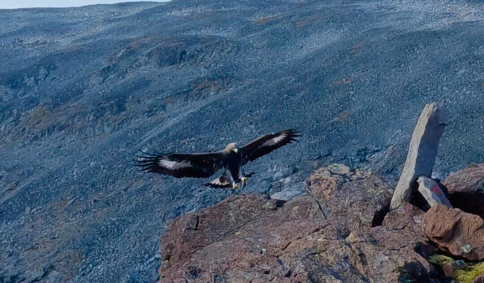 La joven águila real que atacó a un niño pequeño en Noruega se puede ver en esta foto tomada el 5 de septiembre de 2024. (Francis Ari Sture/NTB Scanpix vía AP)