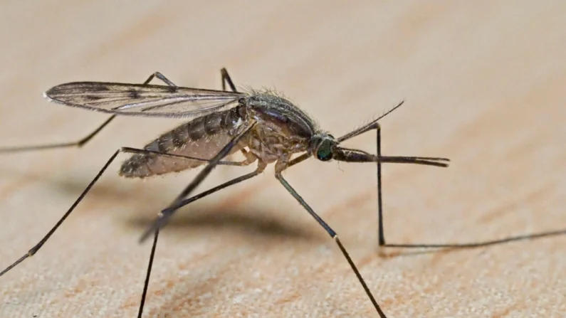 Esta fotografía de primer plano muestra un mosquito en Montlouis-sur-Loire, centro de Francia, el 21 de octubre de 2022. (Guillaume Souvant/AFP vía Getty Images)
