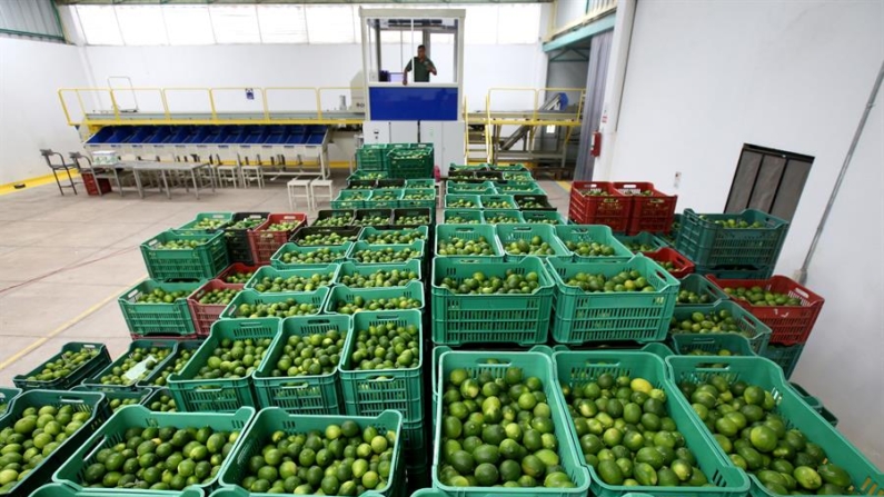 Michoacán es líder en producción de limón mexicano, con una cosecha anual que ronda las 700,000 toneladas del cítrico, que se obtienen en 67,000 hectáreas de 3504 productores. Fotografía de archivo. EFE/Ulises Ruiz Basurto