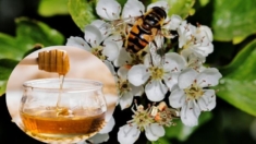 Miel de manuka un aliado potencial en la lucha contra el cáncer de mama