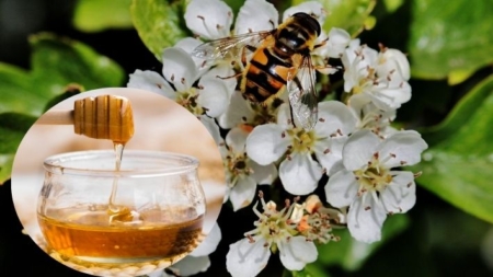 Miel de manuka un aliado potencial en la lucha contra el cáncer de mama