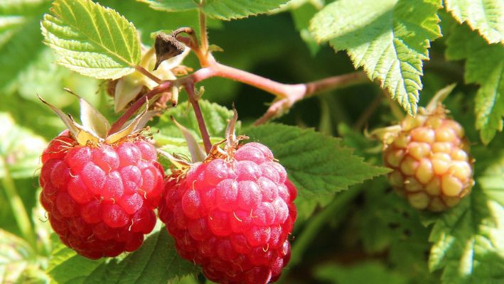 Frambuesa una nueva «superfruta» saludable para el corazón, te explicamos por qué