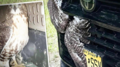 Conductor choca y entre un desorden de plumas en la rejilla del carro rescata a un rapaz amigo