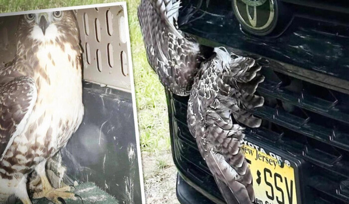 Conductor choca y entre un desorden de plumas en la rejilla del carro rescata a un rapaz amigo