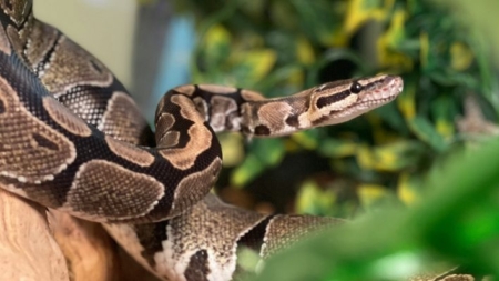 Rescatan a anciana tras ser apretada por pitón durante más de 2 horas en Tailandia