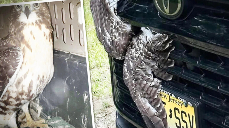 Un halcón de cola roja rescatado tras quedar atrapado tras la rejilla de un vehículo en el estado de Nueva York. (Cortesía de North Country Wild Care)