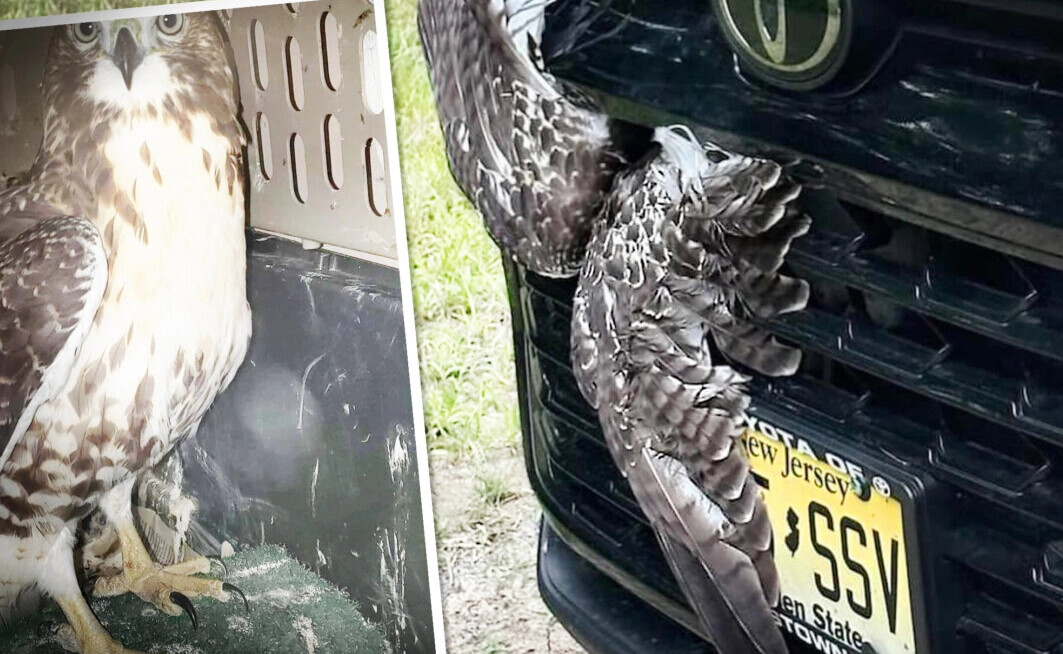 Choque inesperado termina en un rescate milagroso y un amasijo de plumas tras la rejilla