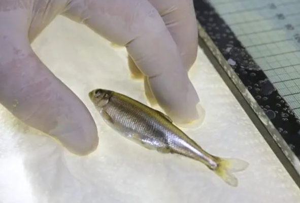 Un eperlano del Delta en el Laboratorio de Conservación y Cultivo de Peces de la Universidad de California, Davis, en Byron, California, el 15 de julio de 2015. (Rich Pedroncelli/Foto AP)