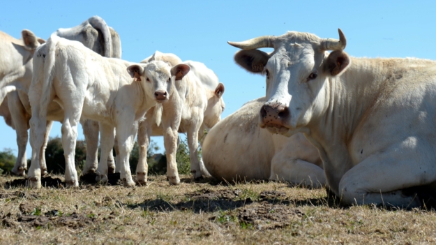 Un foco de lengua azul deja a la Feria Ganadera de Zafra sin vacuno, ovino y caprino