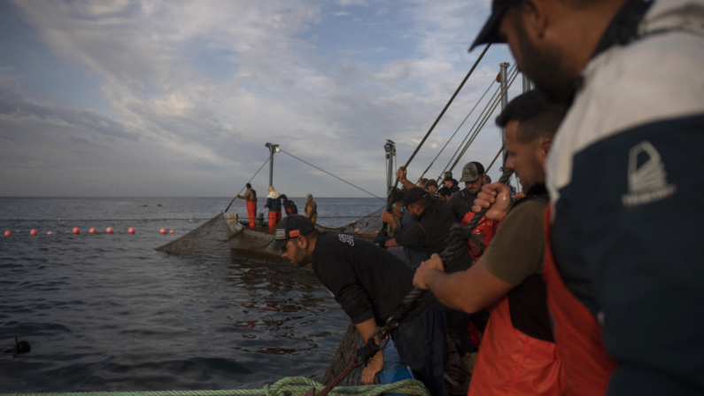 Pescadores se preparan para sacar atún rojo utilizando la antigua técnica de pesca de la almadraba en aguas del Estrecho de Gibraltar, frente a la costa de Conil de la Frontera, sur de España, el 18 de mayo de 2023. (Foto de JORGE GUERRERO/AFP vía Getty Images)