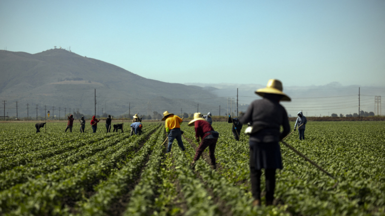 Trabajadores agrícolas en un campo de pimientos durante una ola de calor en el sur de California, en Camarillo, el 3 de julio de 2024. (ETIENNE LAURENT/AFP vía Getty Images)