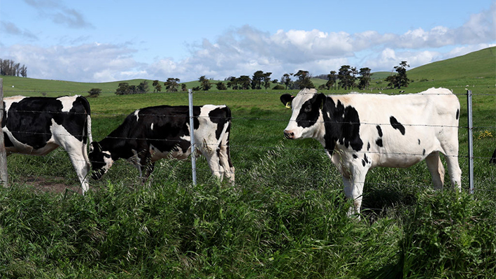 Vacas pastan en un campo en una granja lechera el 26 de abril de 2024 en Petaluma, California. (Justin Sullivan/Getty Images)