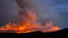 Hombre que intentaba incinerar a su perro provocó incendio forestal en Colorado, según autoridades