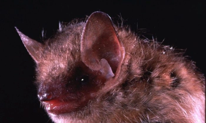 Una foto de primer plano sin fecha del murciélago pipistrello oriental, una especie que se vincula frecuentemente con casos de rabia en humanos. (Merlin D./The Canadian Press/AP)