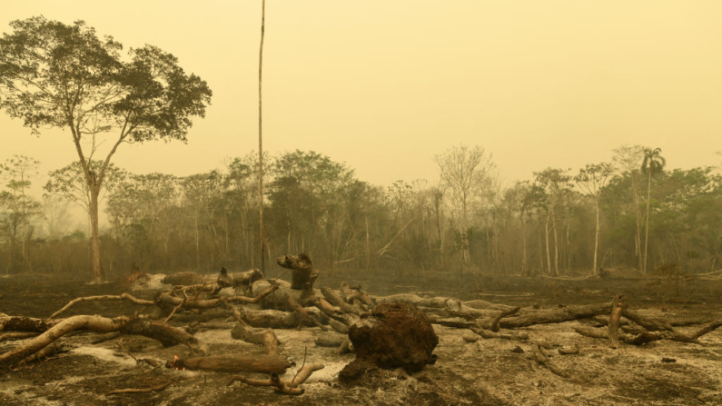 Un árbol ardiendo durante un incendio forestal en Concepción, Departamento de Santa Cruz, Boliva, el 24 de septiembre de 2024. (Rodrigo Urzagasti/AFP vía Getty Images)