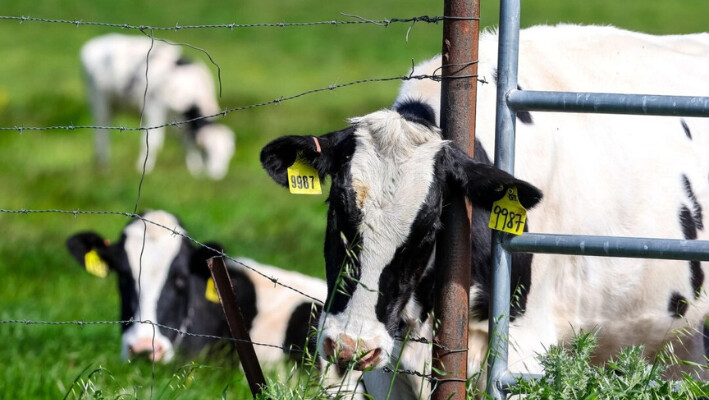 Vacas pastando en una granja lechera en Petaluma, California, el 26 de abril. (Justin Sullivan/Getty Images). 
