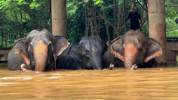 Más de 120 elefantes afectados por las inundaciones en el norte de Tailandia