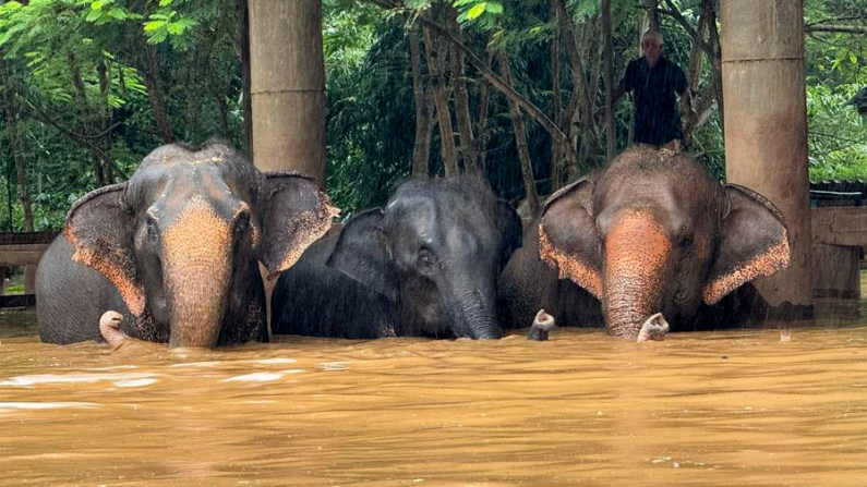 Unos 125 elefantes, así como cientos de otros animales incluidos perros, gatos y búfalos, han sido afectados por las inundaciones después de que las aguas anegaran el centro donde están acogidos en el norte de Tailandia, indicaron este viernes 4 de octubre de 2024 fuentes del santuario. EFE/ Elephant Nature Park