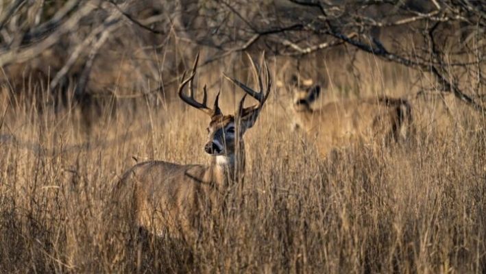 Identifican enfermedad mortal de los ciervos en 11 condados de Michigan