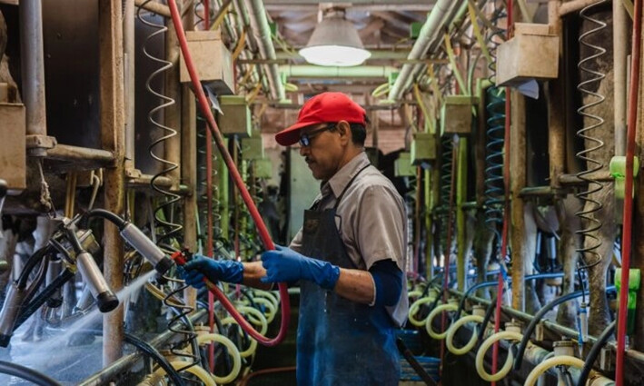 Un trabajador ordeña vacas en una granja lechera de California, el 16 de abril de 2020. (Ariana Drehsler/AFP vía Getty Images)