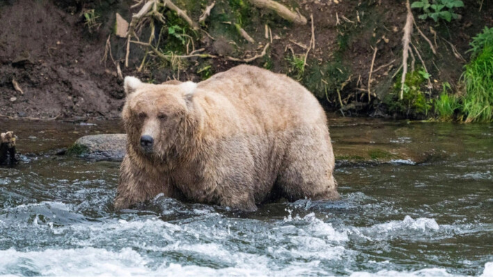 Grazer, ganadora del concurso "Oso Gordo" 2023, en el Parque Nacional Katmai, Alaska, el 14 de septiembre de 2023. (F. Jiménez/Servicio de Parques Nacionales vía AP)