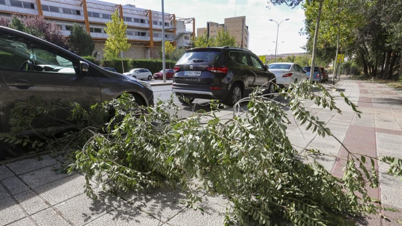 Numerosas caídas de árboles y tejas han marcado las primeras horas en España. EFE/JMGARCIA