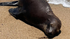 Autoridades ofrecen recompensa por información de persona que mató a un león marino en California