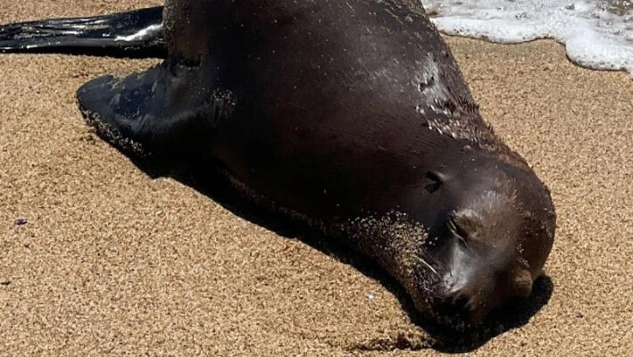 Se calcula que el león marino de California tenía unos 2 años cuando fue encontrado con un disparo en la espalda en la playa estatal de Bolsa Chica el 7 de agosto de 2024. (Fuente: NOAA Fisheries). 