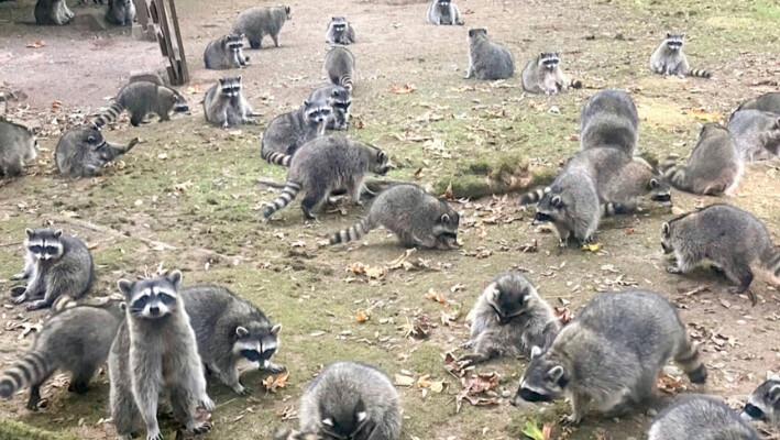 Un numeroso grupo de mapaches en la propiedad de una mujer en Poulsbo, Wash. (Oficina del Sheriff del Condado de Kitsap vía AP).