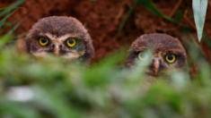 Búhos de madriguera occidentales serán protegidos como especie en peligro de extinción