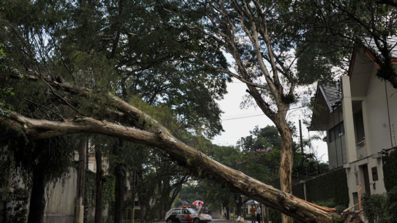 Un enorme árbol caído atraviesa una calle en los alrededores del parque de Ibirapuera, durante el 44º día consecutivo de fuertes tormentas de verano en Sao Paulo, Brasil, el 4 de febrero de 2010. (Mauricio Lima/AFP vía Getty Images)