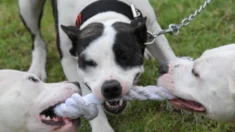 Perro ataca a su propia dueña en Australia y le corta el brazo