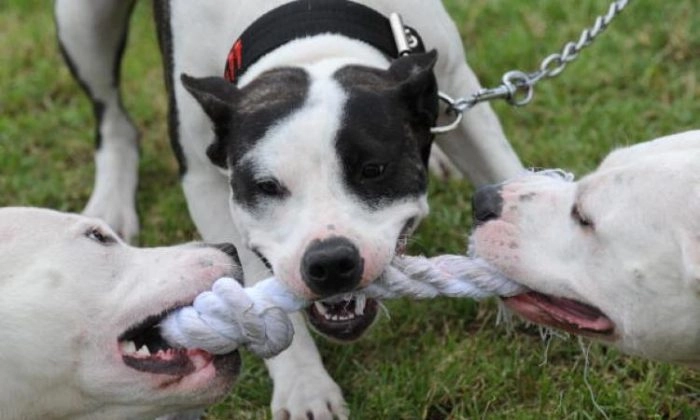 Perro ataca a su propia dueña en Australia y le corta el brazo