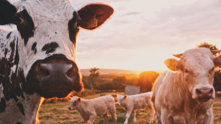 Una imagen ilustrativa de un rebaño de vacas. (Stijn te Strake/ Unsplash)