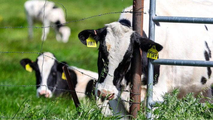 Las vacas pastan en un campo en una granja lechera en Petaluma, California, el 26 de abril de 2024. (Justin Sullivan/Getty Images)