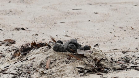 Cierran dos playas de Sídney al aparecer miles de misteriosas bolas negras de alquitrán