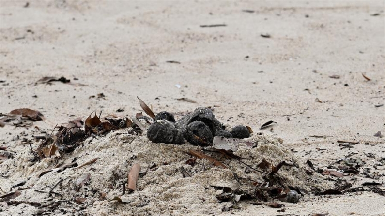 La playa de Coogee, en Sídney, donde se han descubierto cientos de bolas negras del tamaño de una pelota de golf y con un tacto viscoso parecido al alquitrán. EFE/EPA/Steven Markham Australia and New Zealand 