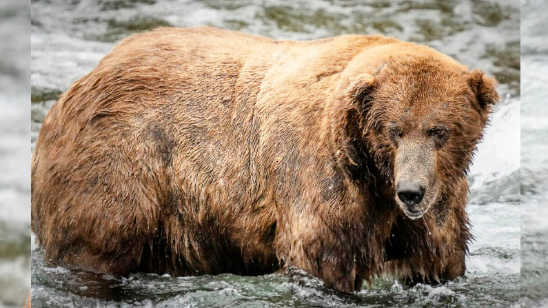 El oso gordo 747 compitió por el título de campeón en la Semana del Oso Gordo 2024. (Cortesía del Servicio de Parques Nacionales)
