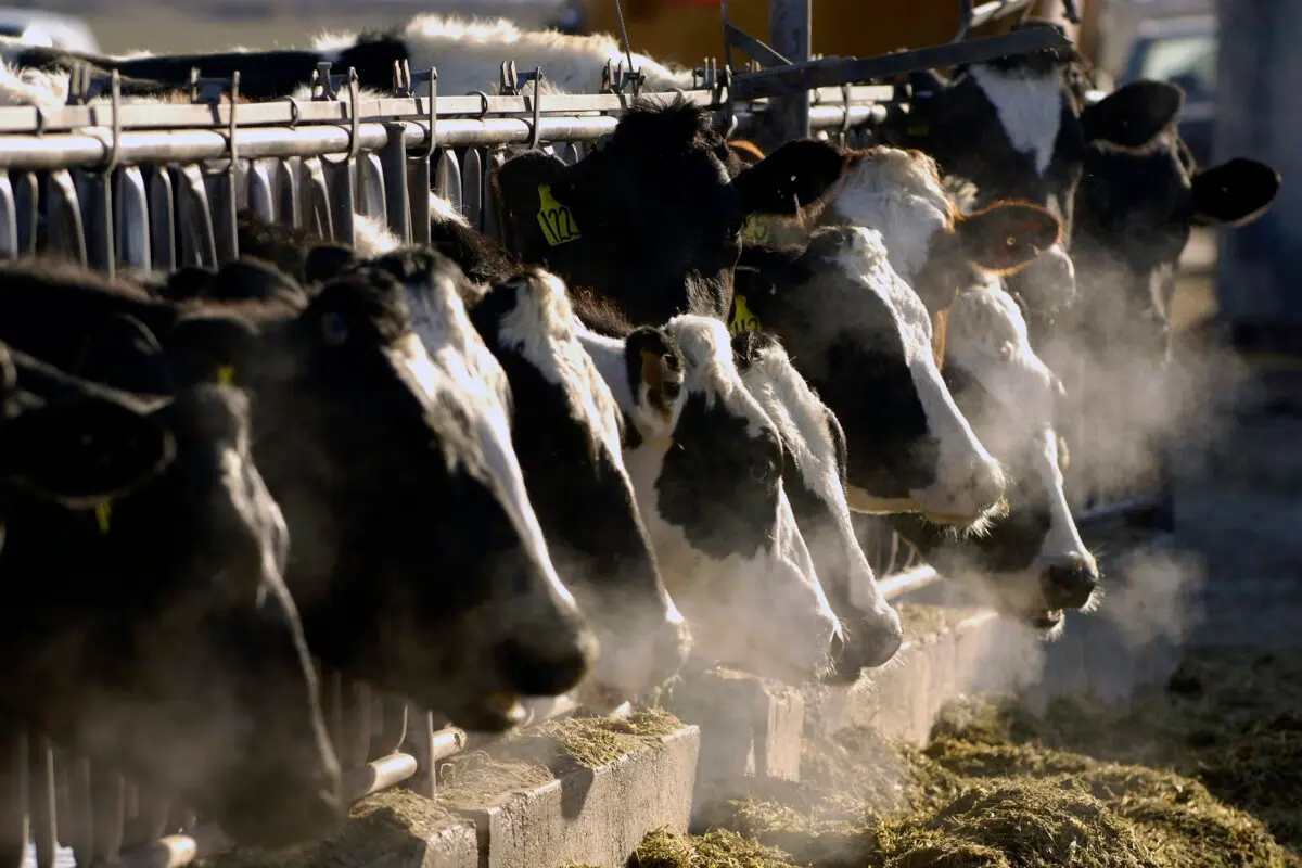 Una fila de vacas lecheras Holstein se alimentan a través de una valla en una granja lechera de Idaho el 11 de marzo de 2009. (Charlie Litchfield/Foto AP)