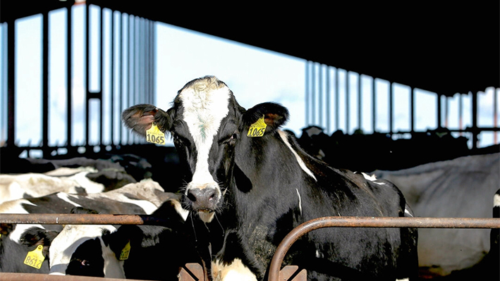 Vacas en una central lechera de California el 23 de noviembre de 2016. (Rich Pedroncelli/AP)